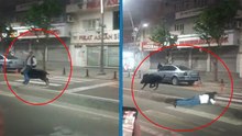 Yaban domuzu kent merkezine inip 3 kişiyi yaraladı: Sürücüler kornaya basınca daha çok saldırganlaşmış!