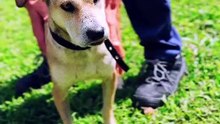 Gia, la historia de un rescate: adopción, esperanza y un nuevo comienzo