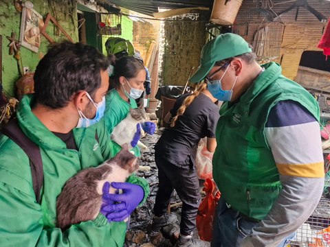 Rescatan a 30 animales en abandono en Bogotá: perros, gatos y un perico australiano
