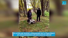 En el Día del Animal, el Bioparque de La Plata liberó un zorro pampeano en una reserva natural