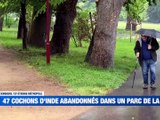 Pr&egrave;s de 50 cochons d'Inde abandonn&eacute;s dans un parc &agrave; Sorbiers / Nouveau dispositif au CHU de Saint-&Eacute;tienne pour le Fonds d'Action / Les cadets de la Loire se regroupent pour une journ&eacute;e exceptionnelle / Huit candidats s'affrontent lors d'un concours culina