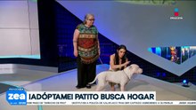 Adóptame con Zea: Patito buscan un nuevo hogar | Zea