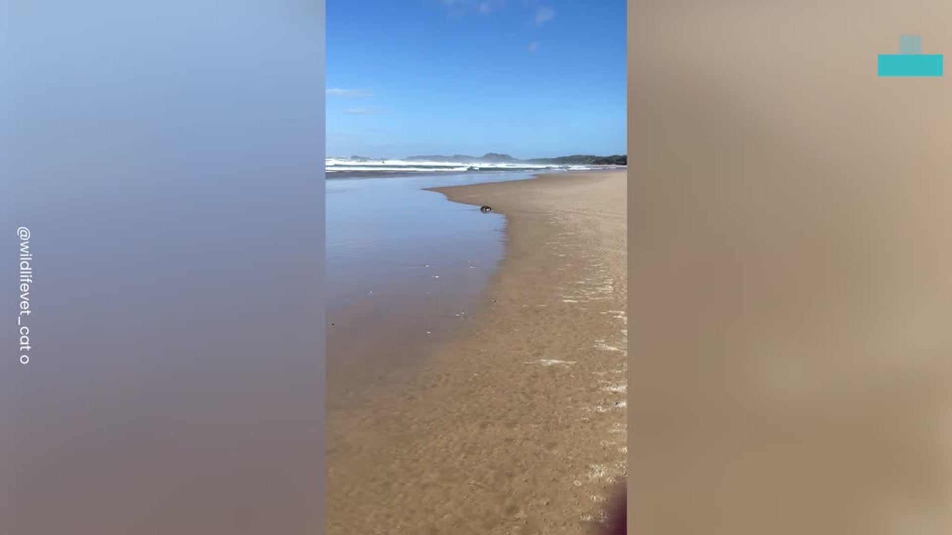 ⁣Rescue of Critically Endangered African Penguin