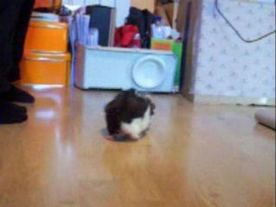 Sortie Taïkô dans la chambre