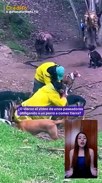 La nueva Ley Kiara cambiará las reglas para peluquerías, guarderías y paseadores caninos en Colombia