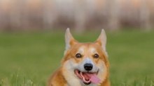 Do you like dogs?