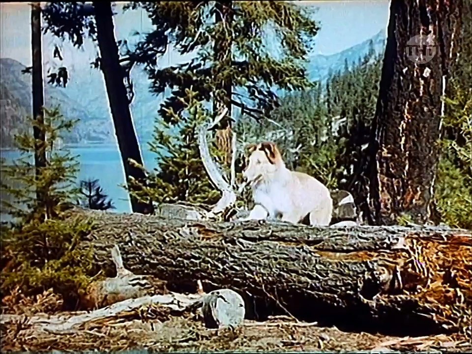 Lassie - Held auf vier Pfoten (1946)