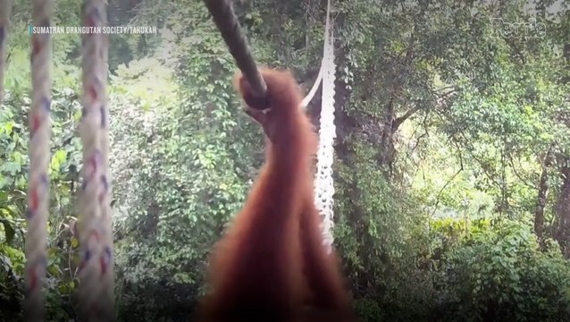 Endangered Orangutan Filmed Using Bridge Designed to Reduce the ‘Risk of Extinction’ for the First Time