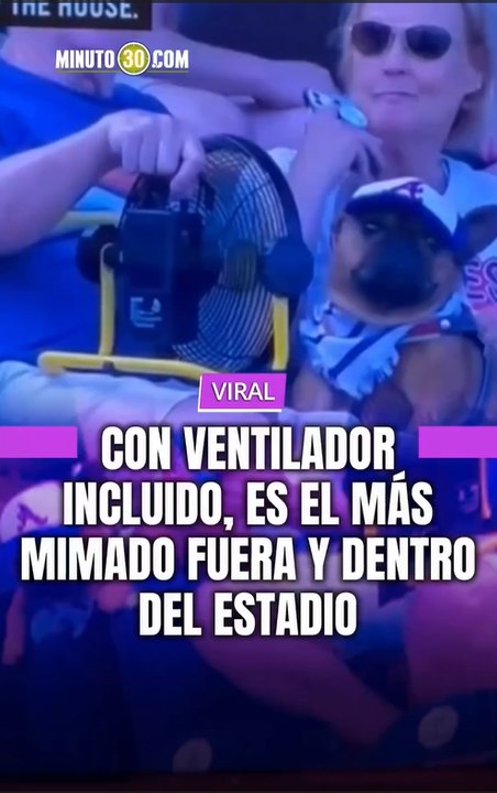 Este perrito sabe que para ver béisbol hay que tener estilo y, sobre todo, estar fresco.