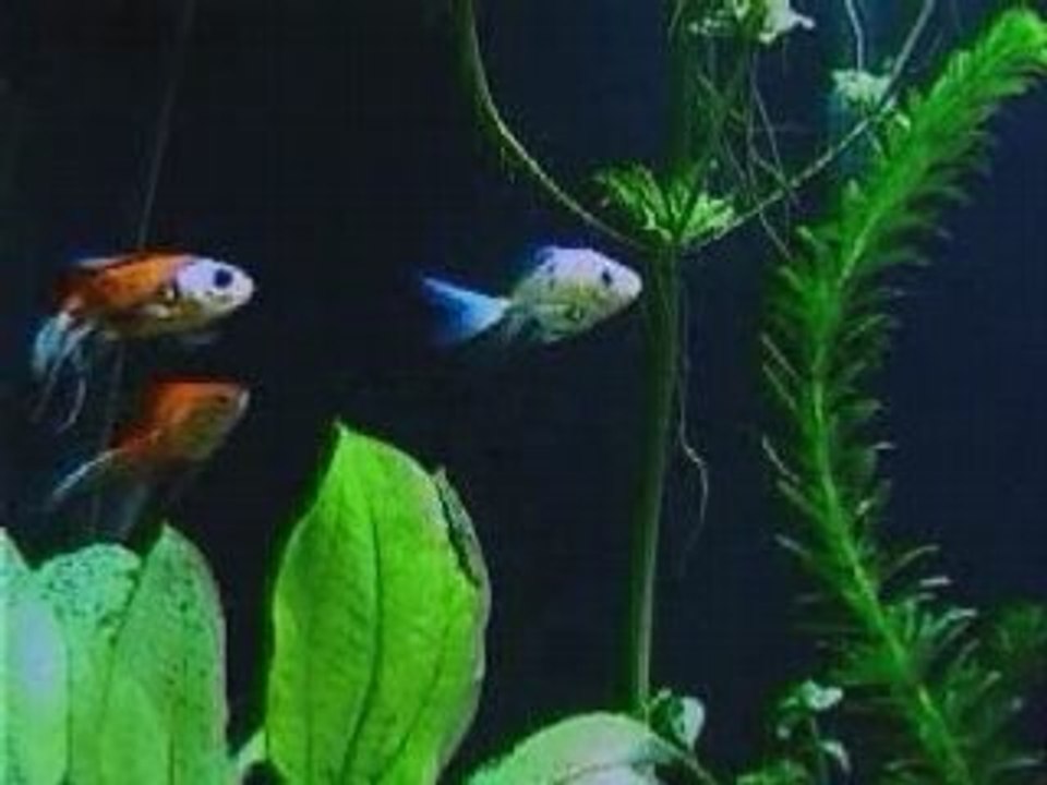 FishTank