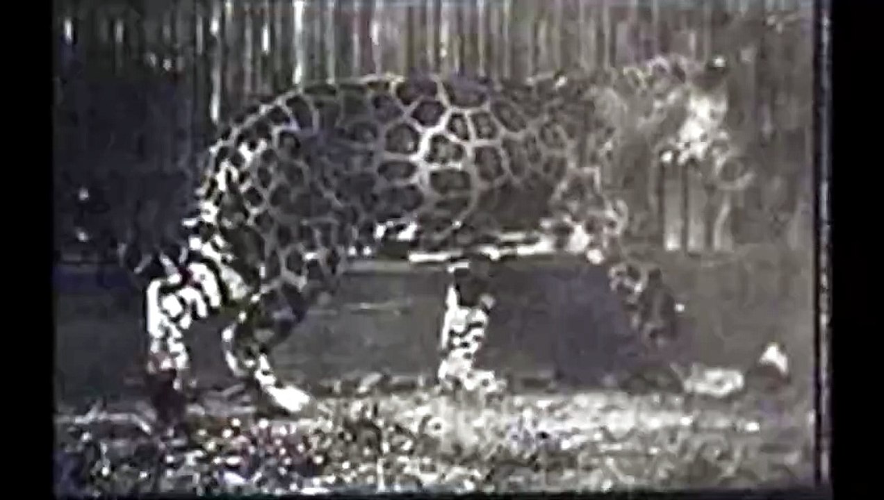 Leopard Walking (1887) Eadweard Muybridge