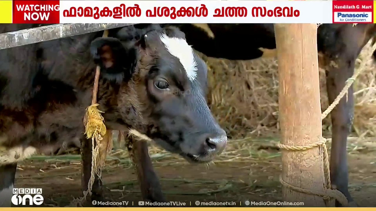 മുള്ളൻകൊല്ലിയിൽ പശുക്കൾ കൂട്ടത്തോടെ ചത്ത സംഭവം:...