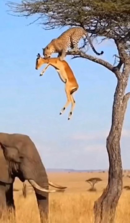 Elephant saves the deer from the Cheetah!