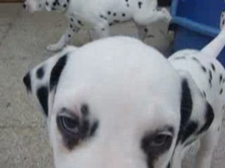 Les chiots de ma chiennes....