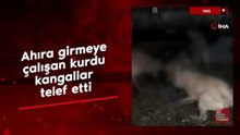 Van'da ahıra girmeye çalışan kurdu kangallar telef etti