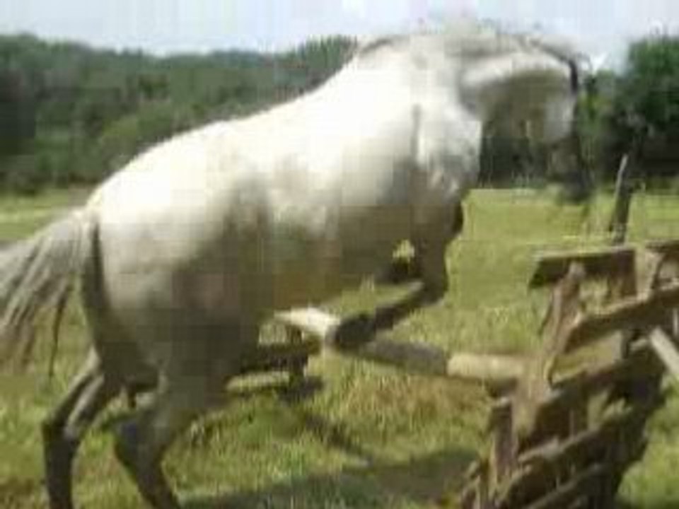Angie au saut
