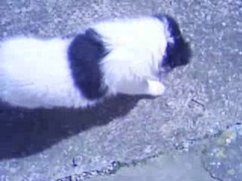 Daïka 7semaines 012