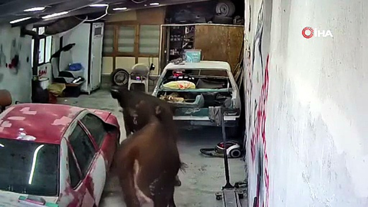 Ahırdan kaçan danalar oto tamirciyi bastı, o anlar kamerada