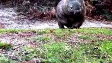 Si Gembul Penggali Terowongan dari Australia