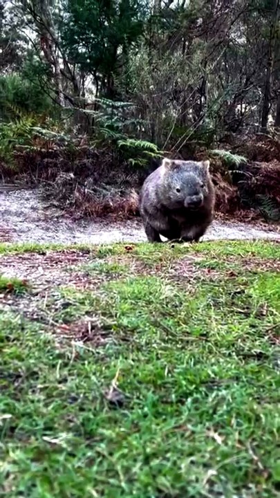 Si Gembul Penggali Terowongan dari Australia
