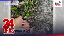 Abangan sa #24Oras — Berry interesting na prutas!  | 24 Oras