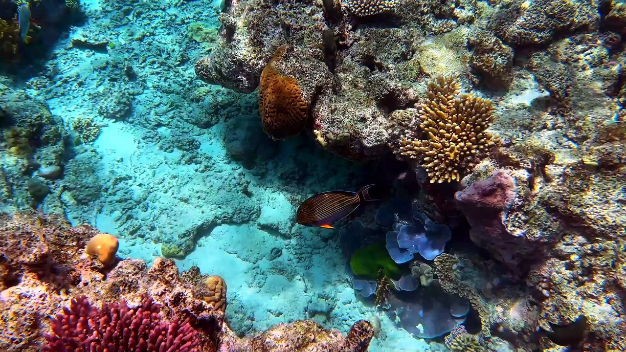 Premios Terra 2026: Gran Barrera de Coral