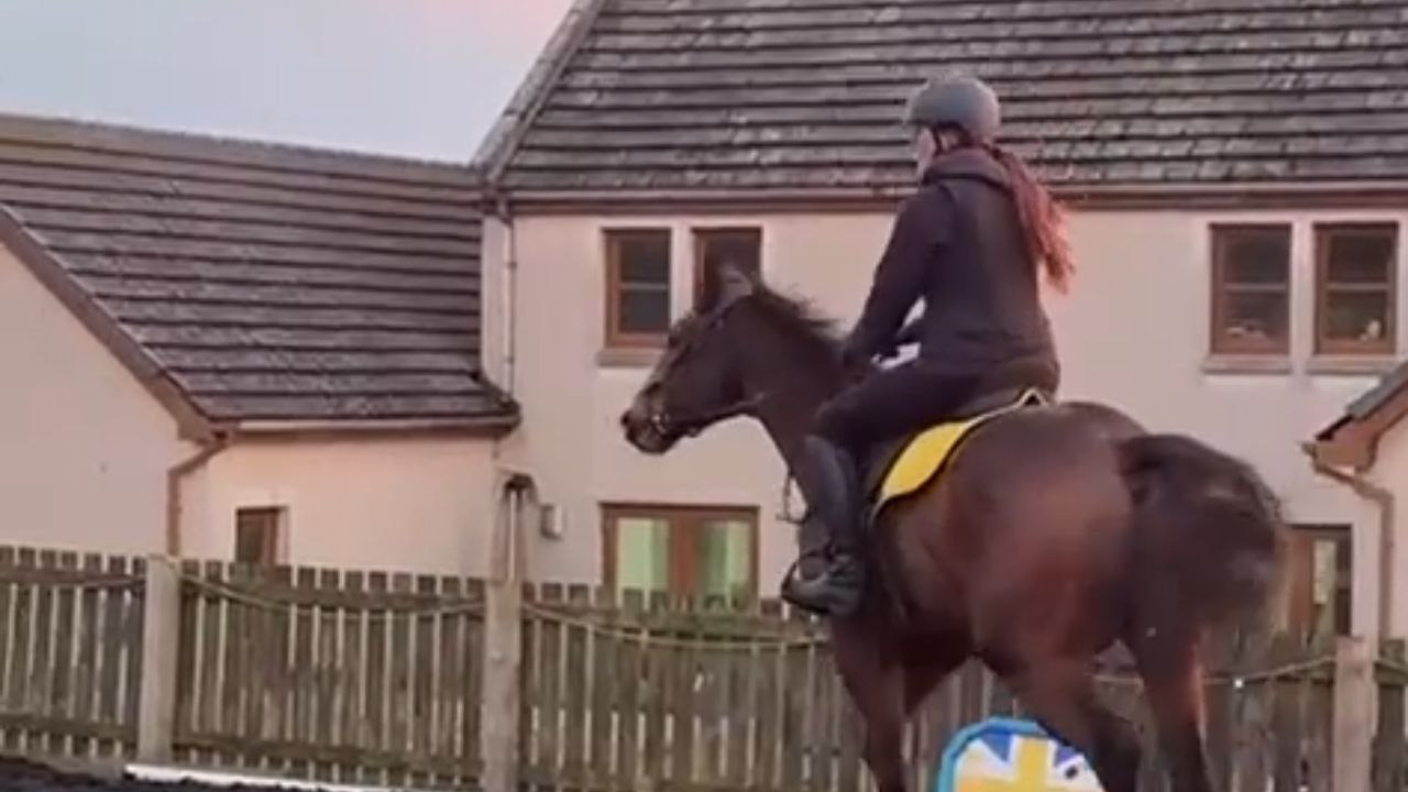 New Horse Spots Sheep and Quickly Changes Direction