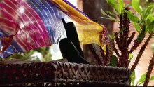 Kushi & Arnav _ S01 _ 038