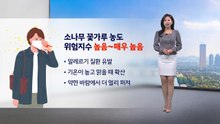 [이슈 날씨] 소나무 꽃가루 농도 위험지수 높음~매우 높음 / YTN