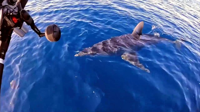 Lo squalo mako intorno alla barca al largo dell'Isola del Giglio