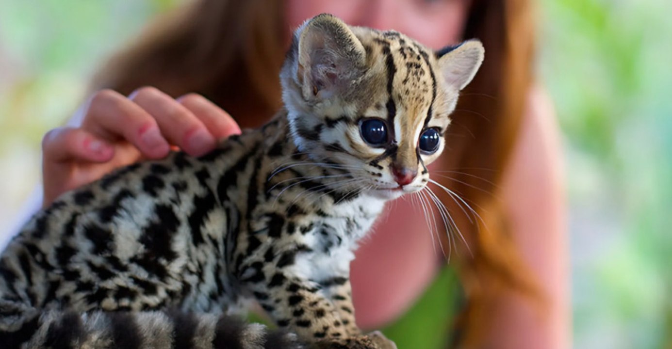 Nine North American species at risk:  grim outlook