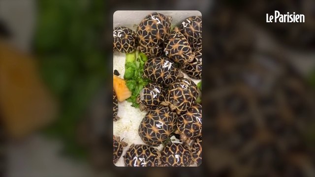 Une Taïwanaise arrêtée à l’aéroport de Bangkok avec 30 tortues protégées cachées sous ses vêtements