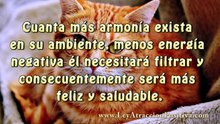Descubre el Poder Oculto de tu Gato HOY | Explicación Energética