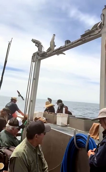 Un oiseau lutte avec un poisson encore vivant dans son ventre