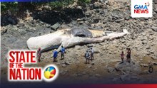 Sperm Whale, natagpuang patay sa dalampasigan | SONA