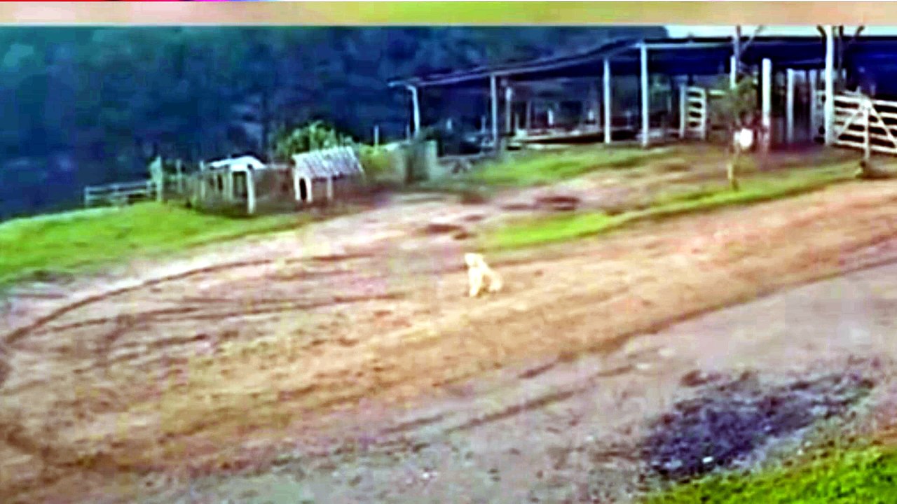 Trabalhador foge de javali em fazenda de SC e vídeo viraliza
