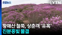 진분홍빛 물결...황매산 철쭉, 상춘객 '유혹' / YTN