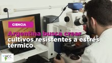 Argentina busca crear cultivos resistentes a estrés térmico