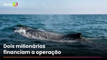 Baleia-jubarte que ficou encalhada por semanas é resgatada na Alemanha e segue para o mar aberto