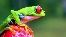 Hard to Believe 16K HDR 120FPS - Dolby Vision OLED Nature Test (8K-4K Video TV)