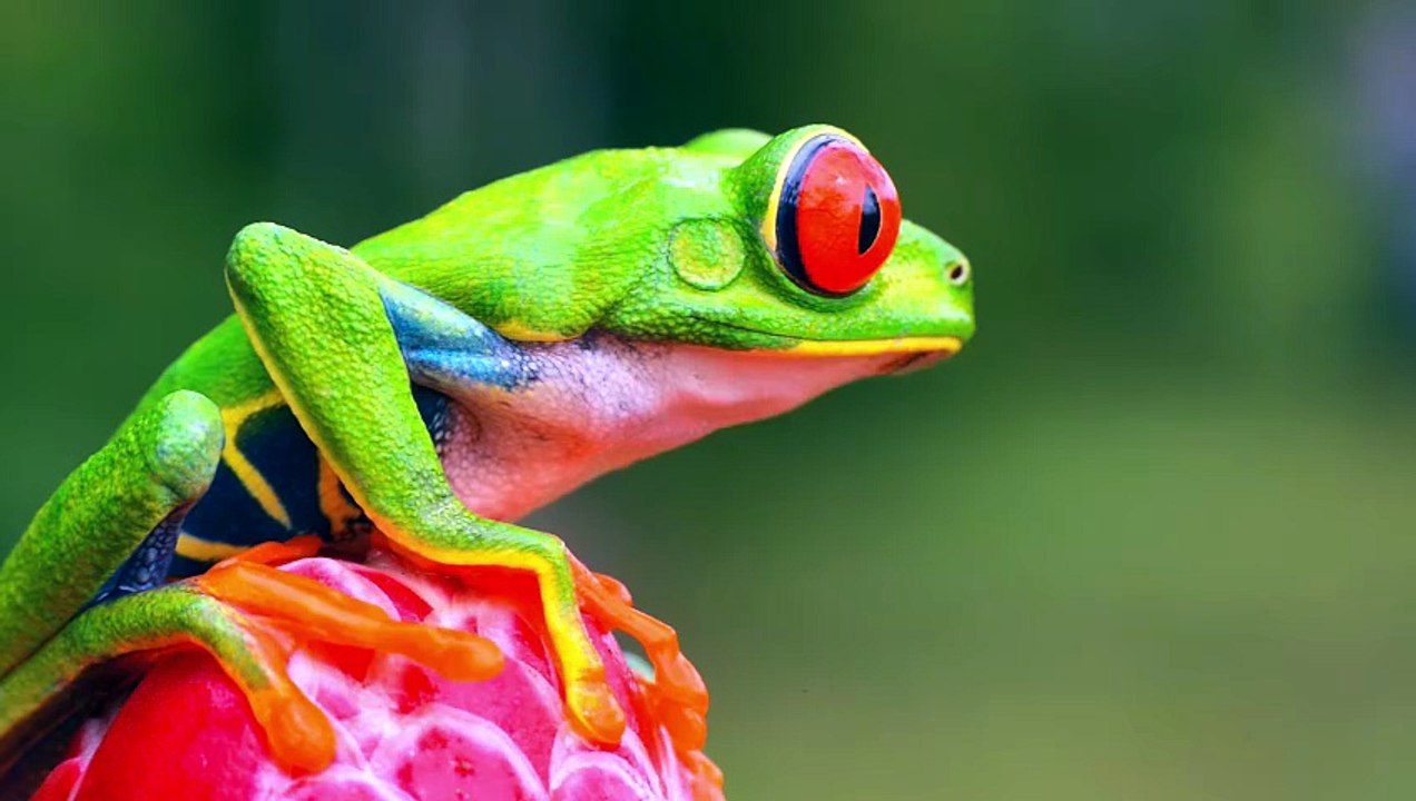 Hard to Believe 16K HDR 120FPS - Dolby Vision OLED Nature Test (8K-4K Video TV)