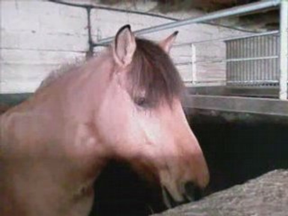 Heidi