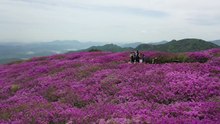 [영상] 흐드러진 철쭉...5월 황매산은 진분홍빛으로 '가득' / YTN