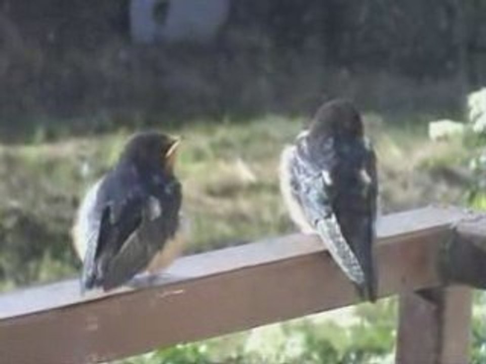 Hirondelles0608