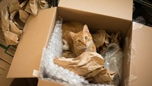 Here's why cats love boxes so much