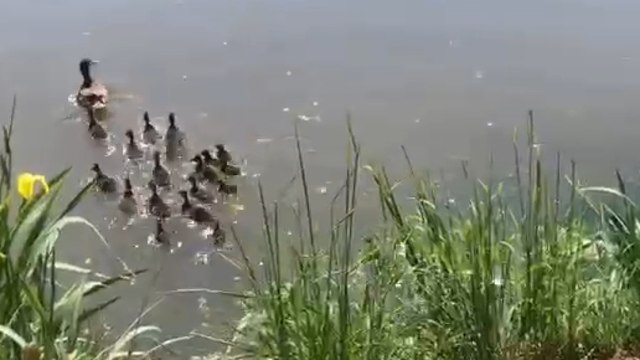 Torino, lo spettacolo degli anatroccoli di germano reale. È ora del primo tuffo con mamma nei corsi d'acqua di Torino (ma non li disturbate)