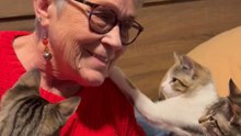 Kittens Encounter Grandma and Become Intrigued by Her Earrings