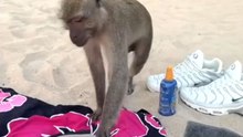 Monkey Grabs At A Diving Mask Before Being Stopped
