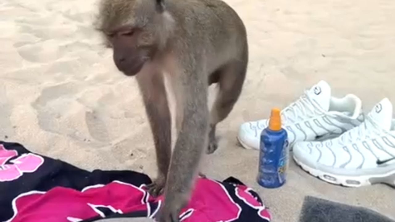 Monkey Grabs At A Diving Mask Before Being Stopped