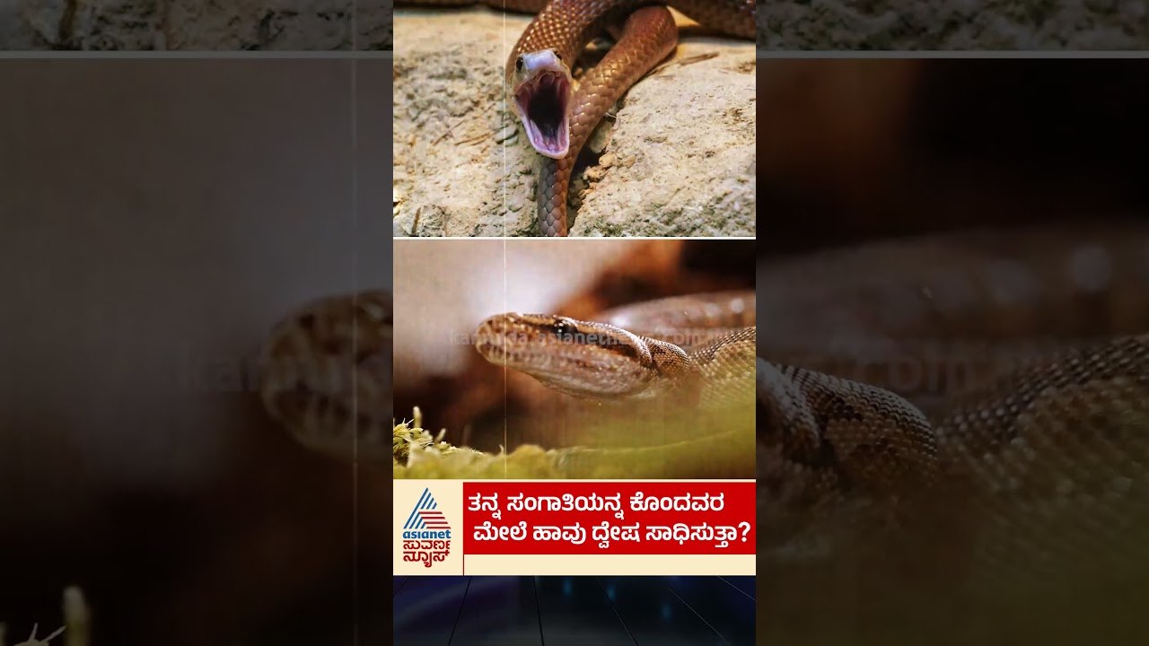 ತನ್ನ ಸಂಗಾತಿಯನ್ನ ಕೊಂದವರ ವಿರುದ್ಧ ಹಾವು ದ್ವೇಷ ಸಾಧಿಸುತ್ತಾ? | #shorts #snake #kannadanews #suvarnanews